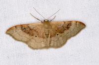 Idaea degeneraria