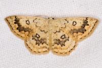 Cyclophora annularia