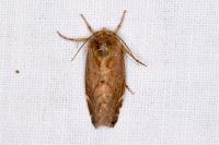 Cosmia affinis
