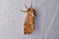Cosmia affinis