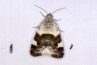 Acontia lucida