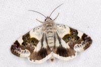 Acontia lucida