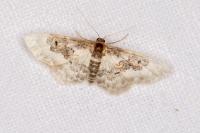 Idaea rusticata
