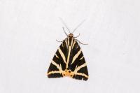 Euplagia quadripunctaria