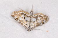 Elophila nymphaeata