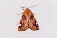 Cosmia diffinis
