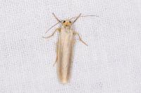 Eilema caniola