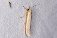 Eilema caniola