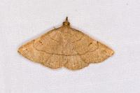 Paracolax tristalis