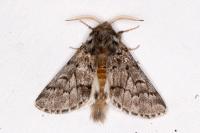 Thaumetopoea pityocampa