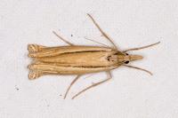 Ancylolomia tentaculella