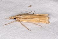 Ancylolomia tentaculella