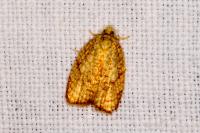 Acleris forsskaleana