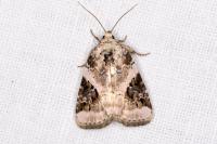 Pseudeustrotia candidula