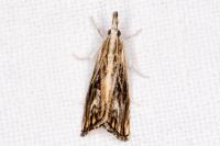 Catoptria verellus