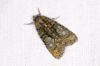 Cryphia algae