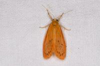 Miltochrista miniata
