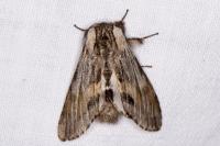 Harpyia milhauseri