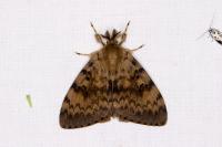 Lymantria dispar