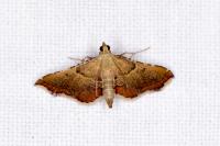 Endotricha flammealis
