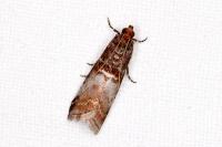 Acrobasis advenella