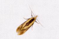 Harpella forficella