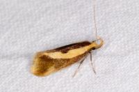 Harpella forficella