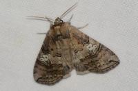 Tethea ocularis