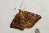 Euclidia glyphica