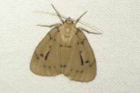 Paidia rica