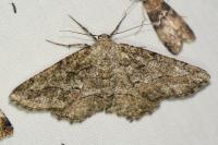 Alcis repandata