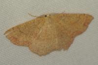 Cyclophora ruficiliaria