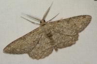 Hypomecis punctinalis
