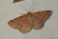 Scopula rubiginata