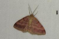 Scopula rubiginata