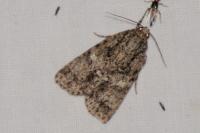Acronicta rumicis