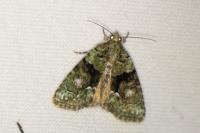 Cryphia algae