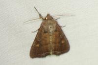 Lacanobia oleracea