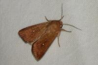 Mythimna albipuncta