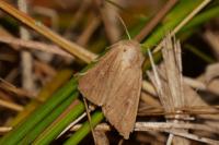 Mythimna ferrago