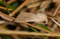 Mythimna ferrago