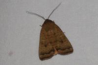 Noctua interjecta