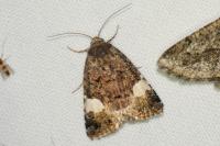 Tyta luctuosa