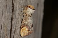 Phalera bucephala