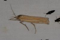 Ancylolomia tentaculella