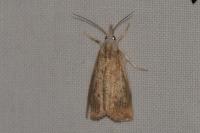 Calamotropha paludella