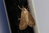 Parapoynx stratiotata