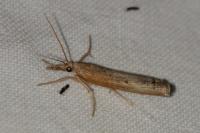 Pediasia contaminella
