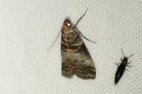 Acrobasis advenella