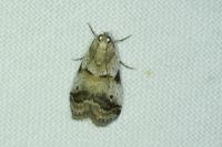 Acrobasis sp (glaucella/falouella)